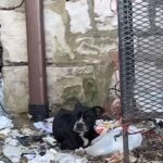 Rescuers Surprised by Loving Dog Chained to a Cage All Her Life