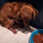 This Poor Pup Found Real Love for the First Time with Her New Best Friend