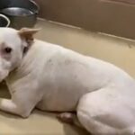 Terrified Dog Trembles Non-Stop After Being Left at the Shelter