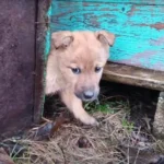 Woman Couldn’t Ignore Puppies’ Pleas for Help and Had to Rescue Them