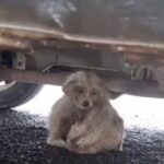 Scared Puppies Huddled Under a Car, Praying to Be Found