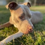 Old Dog in Wisconsin Shelter Can’t Contain Joy After Finding a New Home