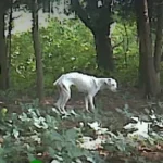 Man Notices Strange Furry Animal in the Forest and Chooses to Assist