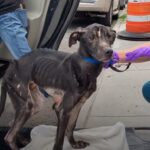 Starved Dog Rescued Under Bridge Transforms Beautifully After Incredible Recovery