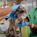 This Starving Puppy Was So Wounded, Rescuers Mistook Her for an Elderly Dog