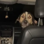 Lonely Dog Hopped Into Woman’s Car Hoping for a New Home