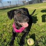 Dog Finds Home After 900 Days, But Returns After Just One Day