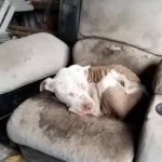 Rescuers Cry When They See Starving Pup on Old Couch