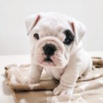 English Bulldog Loves Growing Up with His Two Human Siblings