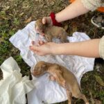 Homeless Man’s Two Tiny Puppies Found in Critical Condition in the Freezing Cold