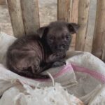 They Were Shocked To Find A Puppy In A Rice Bag In The Trash