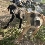 Caring Boy Rescues Two Abandoned Puppies and Gives Them a Home