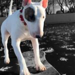 Watch This Bull Terrier Skateboard Like There’s No Tomorrow