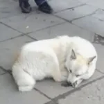 Sad Dog Waits at Bus Station for Days Hoping His Family Will Come Back