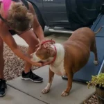 Overweight Pit Bull Experiences a Remarkable Life-Altering Transformation