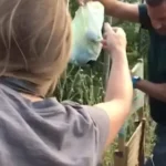 Woman Stumbled Upon a Mysterious Plastic Bag Hidden in the Bushes