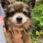 Scared Little Dog Struggling on Virginia Streets Finds His Forever Home