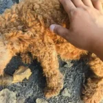 Pregnant One-Eyed Poodle Urgently Needed Help, Then A Wonderful Person Rescued Her