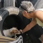 Man Discovers an Astonishing Surprise Nestled Between Car Tires at a Gas Station