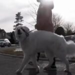 Heroic Dog Halts Passing Car to Get Help for Owner Having a Seizure