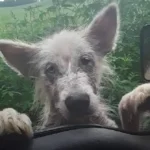 Hungry Dog Approaches Truck Driver, Begs for Rescue and a New Home