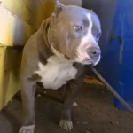 Pit Bull Shivered Until She Felt a Hug from Her Rescuers