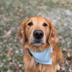 Golden Retriever Looks In Mirror And Does Something So Funny