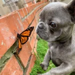 Adorable Frenchie Makes a New Friend in a Butterfly, Creating Heartwarming Moments