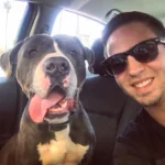 Man Visits Shelter for One Pit Bull, Ends Up Adopting Two