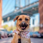 Woman Adopted a Dog Who Helped Her Overcome a Tough Time in Life