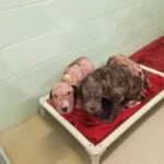 5 Bald Puppies Found On Roadside Welcomed Rescuers With Tons Of Kisses