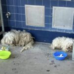 Two Dogs Took Refuge in a School, Then an Incredible Person Stepped In