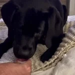 The Black Lab’s Funny Reaction to Trying Sparkling Water for the First Time