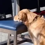 The Golden Puppy Watches Her Favorite Show While Waiting at the Vet