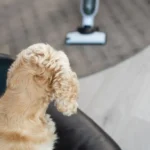 Why Your Dog Is Scared Of The Vacuum And How To Help