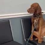 A Vet Soothes a Puppy Before a Check-Up in a Heartwarming Video