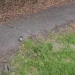 Kid Spots Mystery Object on Sidewalk and Decides to Check It Out