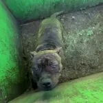 Rescuers Lift Dumpster Lid and Find the Cutest Eyes Staring Up