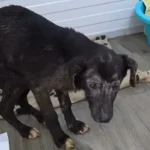 Frightened and Hungry Dog Finally Wags Her Tail for the First Time