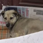 A Street Dog’s Life Changes When a Kind Tourist Helps