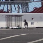 A Frightened Stray Dog Dodged Rescue Attempts For Years