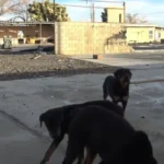 Three Hungry Rottweilers Left Alone Without Care Are Finally Saved