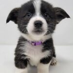 The Last Unadopted Pup at the Shelter Finds Joy with New Friend