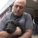 Veteran from Long Island Gets Service Dog as Veterans Day Gift