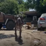 Abandoned Pups Find New Home After House Fire