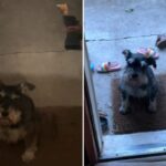 Dog Goes to Visit Owner’s Daughter Daily After She Leaves Home