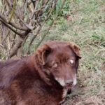 Abandoned Blind Puppy by Busy Road Finds a New Beginning