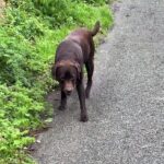 Lazy Lab Pretends to Hurt Its Leg to Skip the Walk in a Funny Video