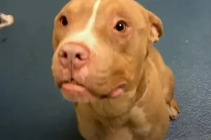 A Forgotten Shelter Dog Got Saved from Euthanasia Just in Time