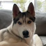 Guy Adopts Husky, Gets More Drama Than He Bargained For